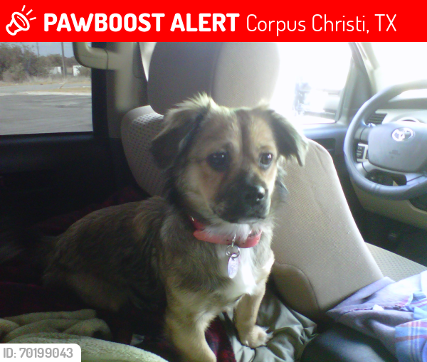 Lost Female Dog last seen Near Dinn st Corpus Christi, TX 78415, Corpus Christi, TX 78415