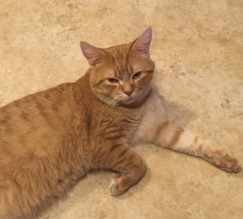 Lost Male Cat last seen Chan View/Great Plains Blvd , Chanhassen, MN 55317