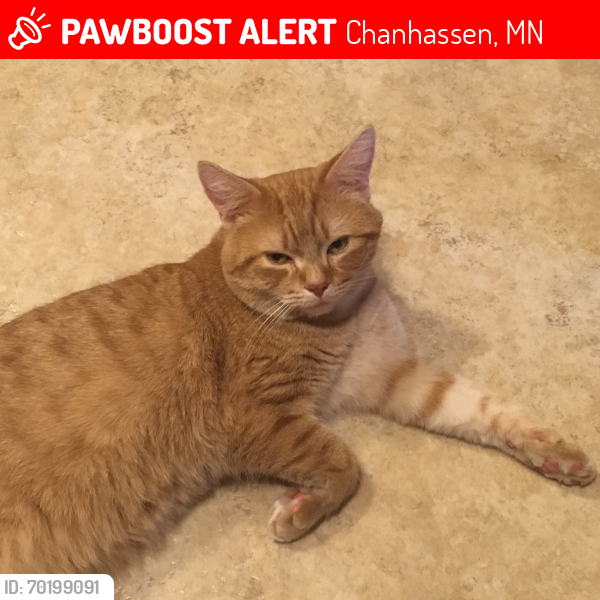 Lost Male Cat last seen Chan View/Great Plains Blvd , Chanhassen, MN 55317