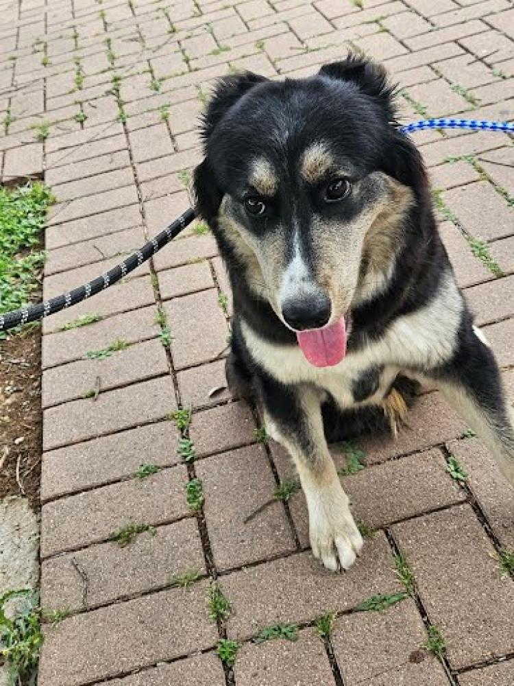 Shelter Stray Unknown Dog last seen Near BLOCK EAST WILLIAM CANNON, Austin, TX 78702