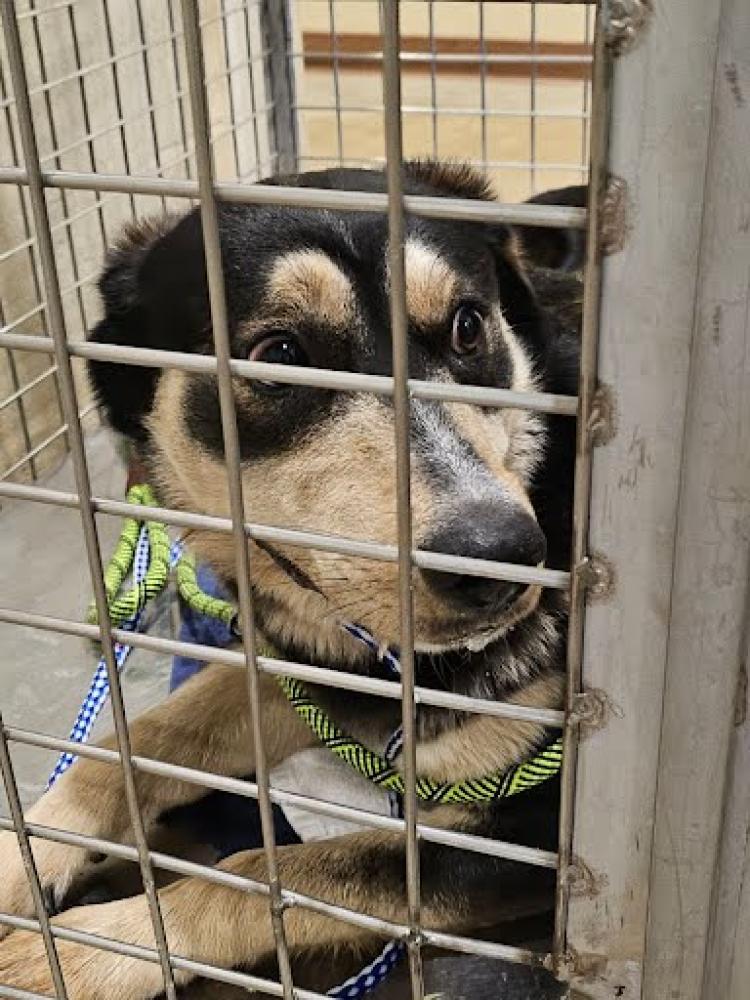 Shelter Stray Female Dog last seen Near BLOCK EAST WILLIAM CANNON, Austin, TX 78702