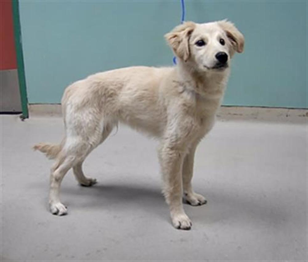 Shelter Stray Male Dog last seen Near LOS ALTOS PKWY, SPARKS NV 89436, Reno, NV 89502