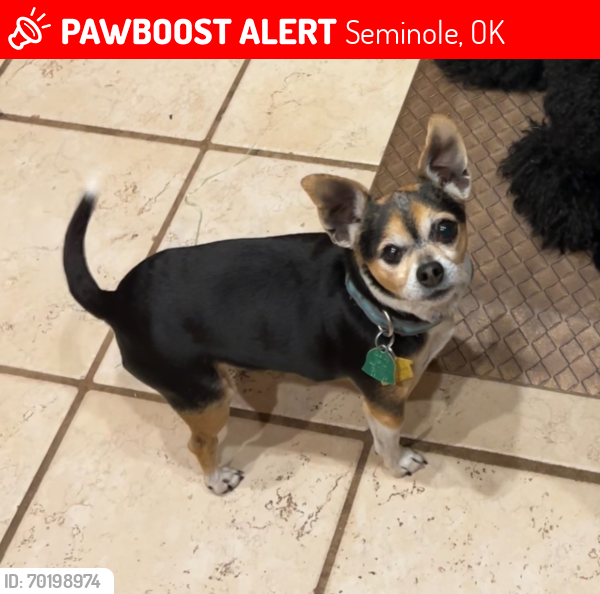 Lost Male Dog last seen Bowlegs vicinity - 12989 NS 3590 Seminole, Oklahoma , Seminole, OK 74868
