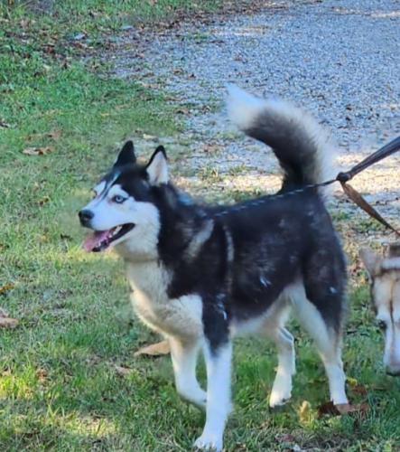 Lost Female Dog last seen Springdale , Cincinnati, OH 45246
