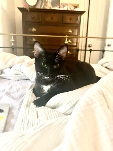Lost Male Cat last seen St. hyacinth basilica , Chicago, IL 60618