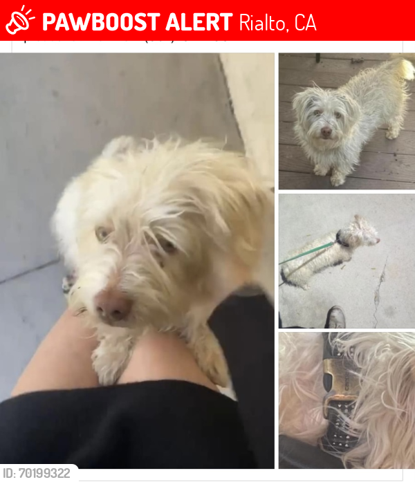 Lost Male Dog last seen West Second St. & Lorraine Pl. in Rialto, Rialto, CA 92376