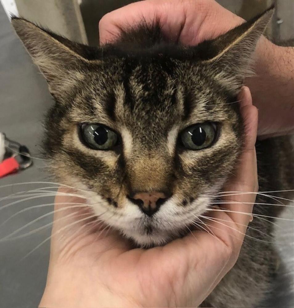 Shelter Stray Male Cat last seen Near Grand Avenue, MILTON, LA, 70558, Lafayette, LA 70507