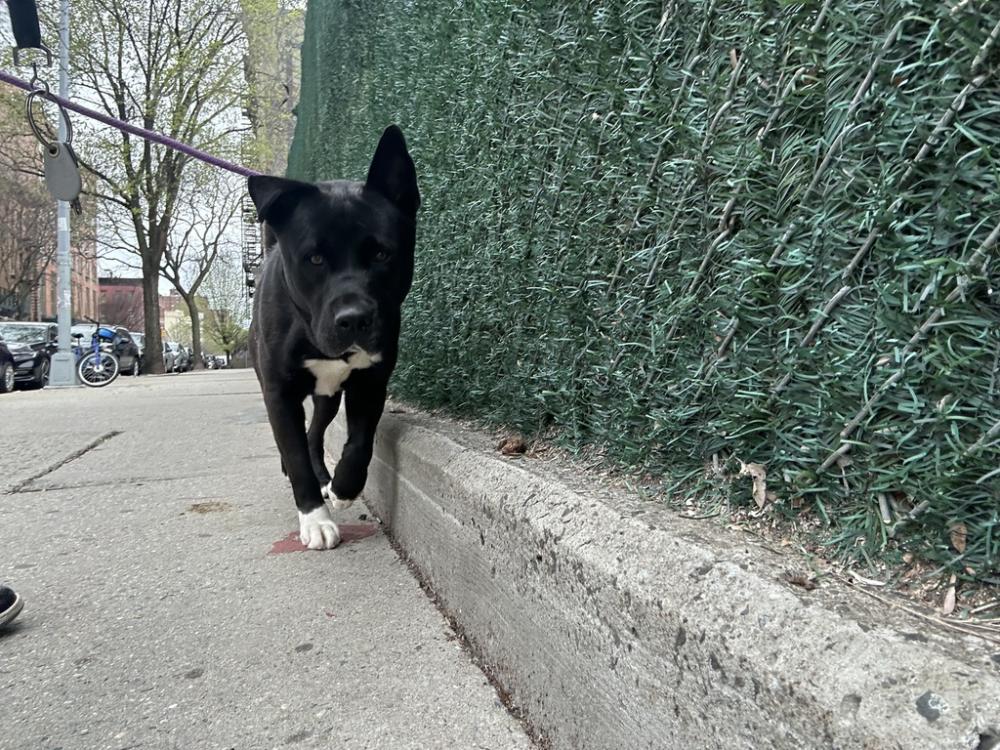 Shelter Stray Male Dog last seen E 156th Street, BRONX, NY, 10456, New York, NY 10029