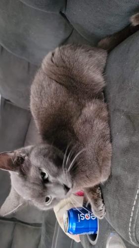 Lost Female Cat last seen Jackson St , Plymouth, CT 06782