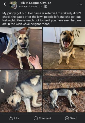 Lost Female Dog last seen Marina Bay and Seminole, League City, TX 77565