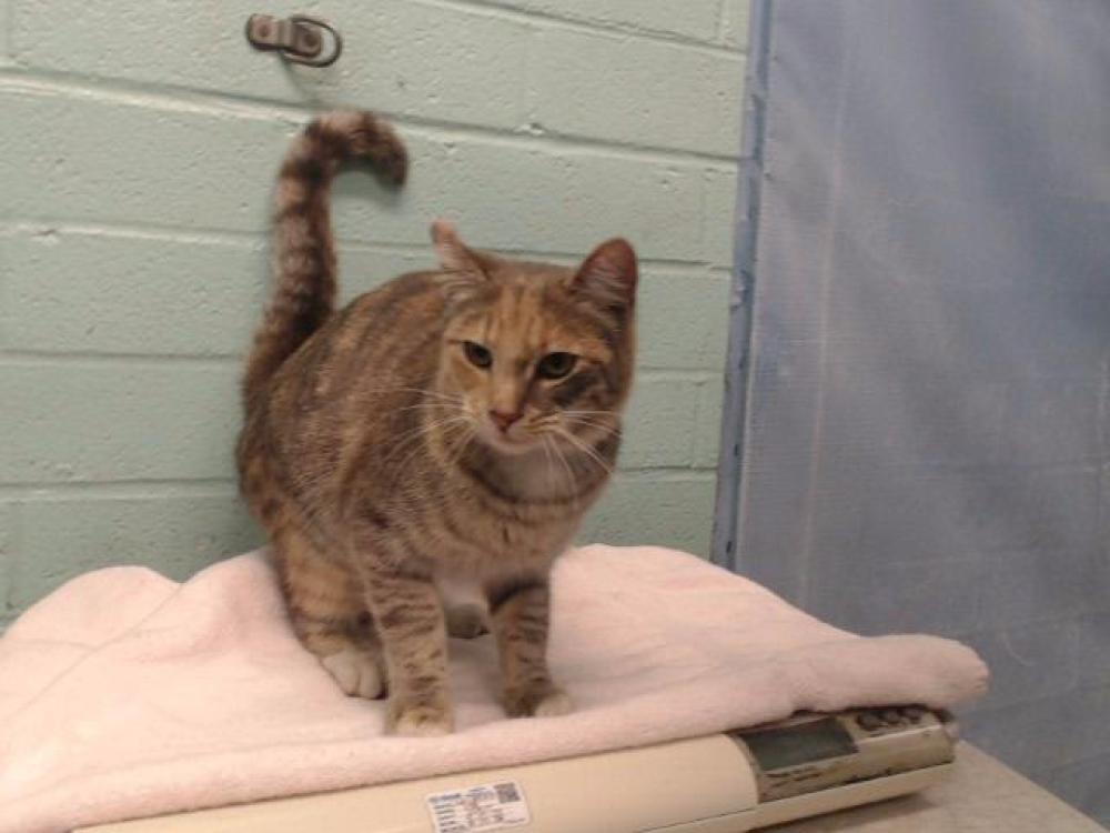 Shelter Stray Female Cat last seen , Gardena, CA 90248