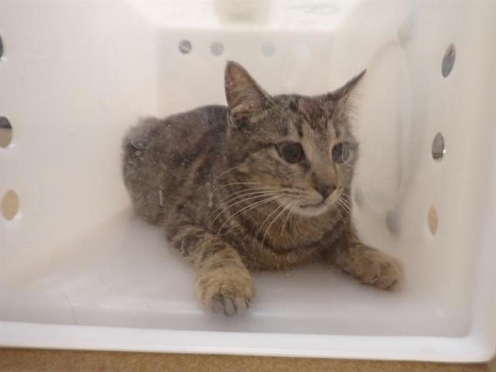 Shelter Stray Female Cat last seen OFALLON, St. Peters, MO 63376