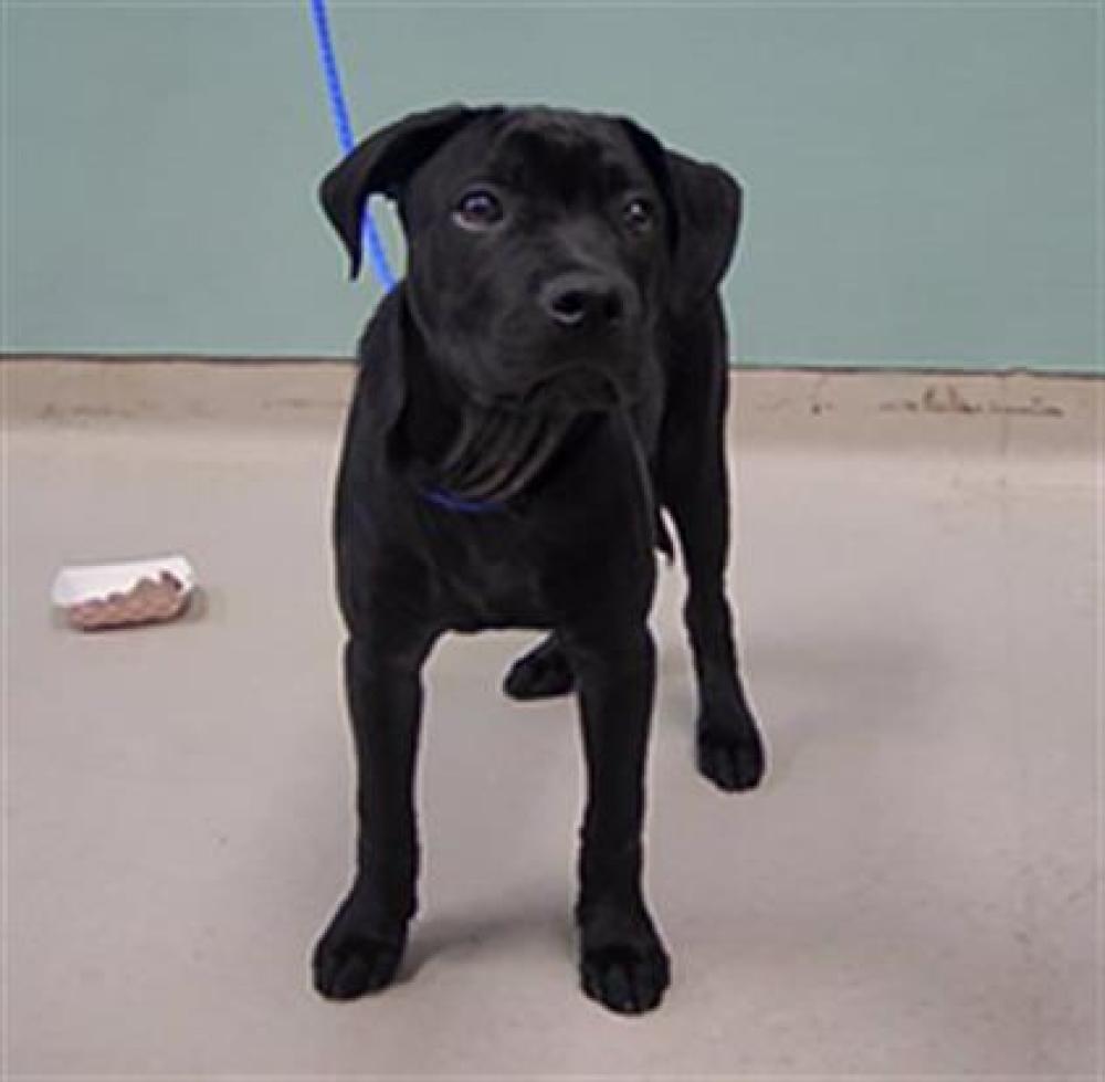 Shelter Stray Male Dog last seen Near BLOCK S WELLS AVE, RENO NV 89502, Reno, NV 89502