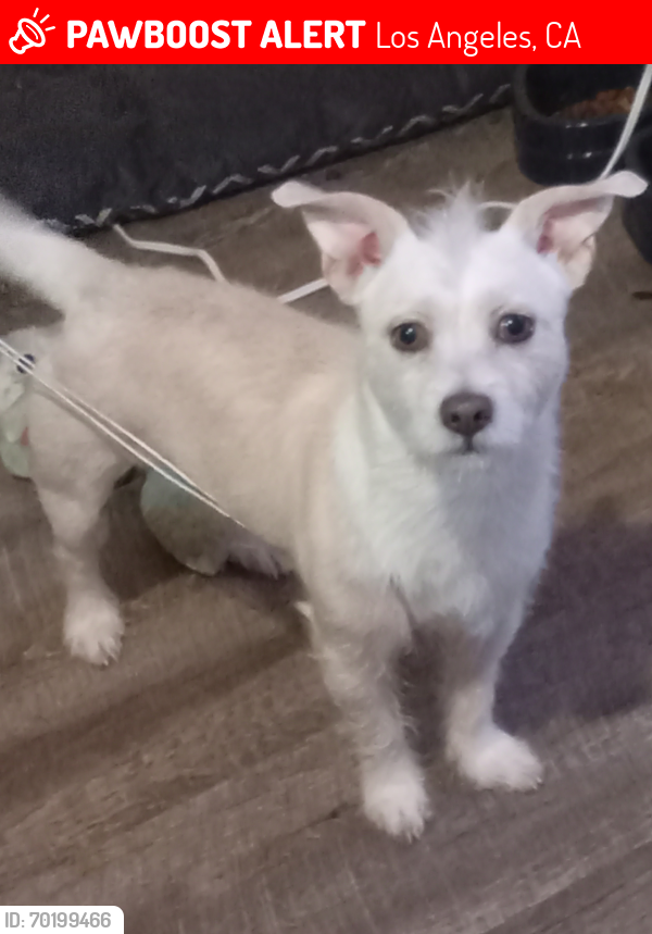 Lost Male Dog last seen Sepulveda and hart by the townhouse motel, Los Angeles, CA 91405
