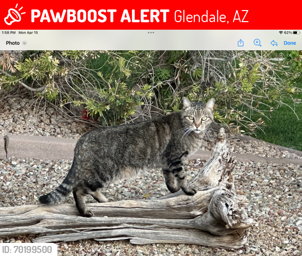 Lost Male Cat last seen 54th Ave & Union Hills , Glendale, AZ 85308