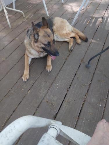 Found/Stray Female Dog last seen Macedonia rd, Powder Springs, GA 30127