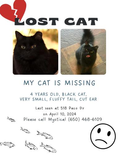 Lost Female Cat last seen Paco Dr and Ramon Dr - Los Altos , Los Altos, CA 94024