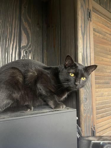 Lost Male Cat last seen At  some how got out, Bound Brook, NJ 08805