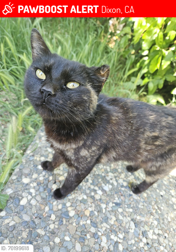 Lost Female Cat last seen Creekside Circle in Dixon, CA 95620, Dixon, CA 95620
