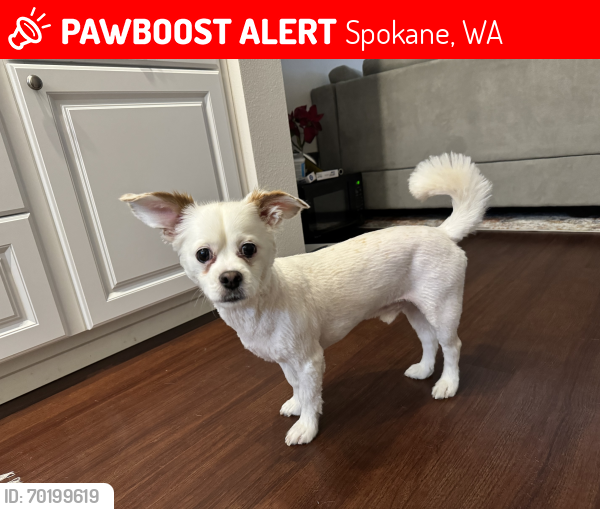 Lost Male Dog last seen Wake up call sprague & Pittsburgh , Spokane, WA 99202