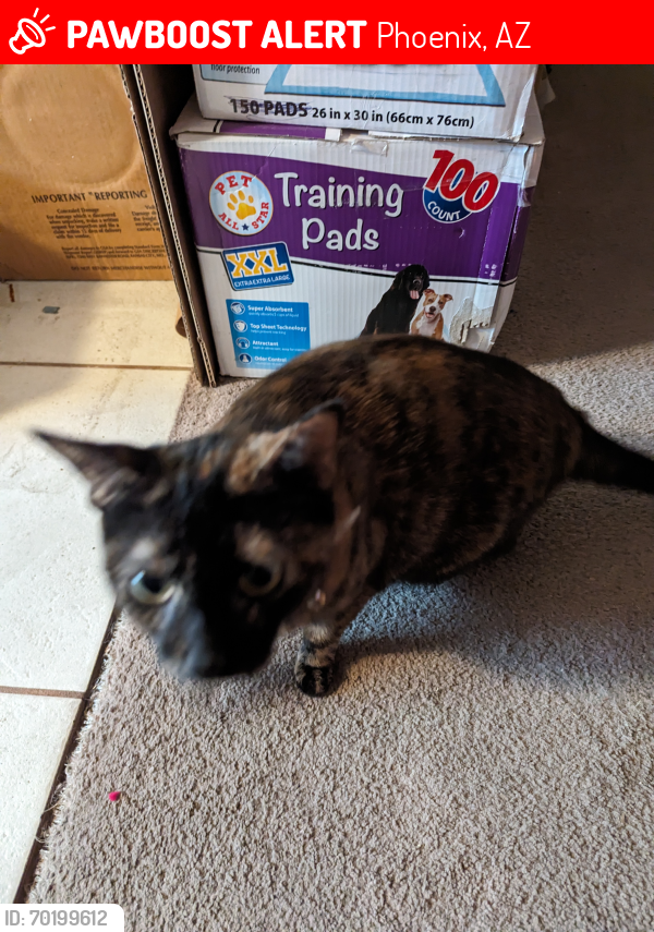 Lost Female Cat last seen Near ave and encanto at her , Phoenix, AZ 85035