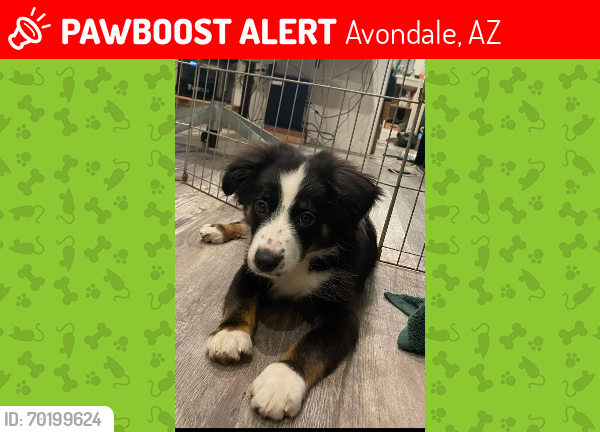 Lost Male Dog last seen Dysart & VanBuren, Avondale, AZ 85323