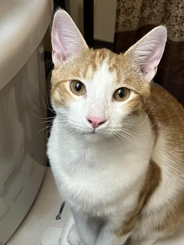 Lost Male Cat last seen On fillmore street between indiana and queensborough , Riverside, CA 92503