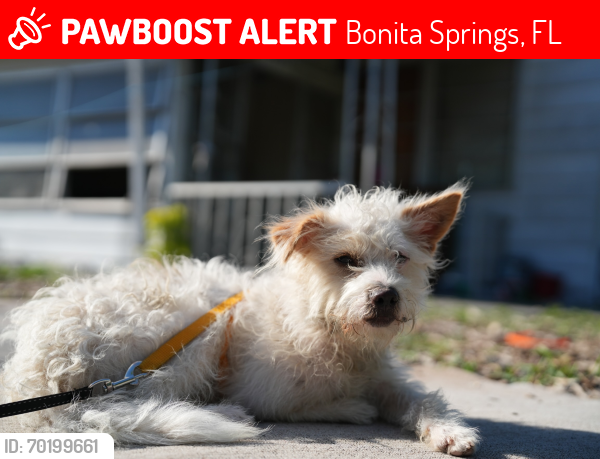 Lost Male Dog last seen Bonita springs Fl , Bonita Springs, FL 34135