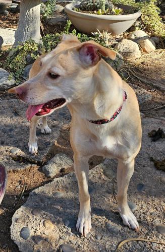 Lost Female Dog last seen Texas and Pennsylvania, Redlands, California , Redlands, CA 92374