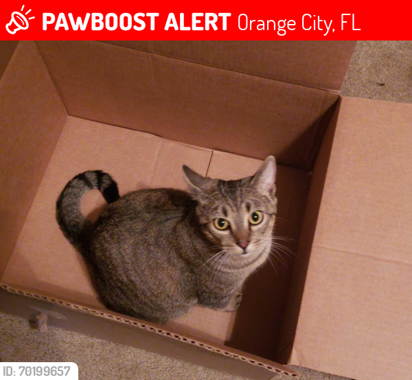 Lost Male Cat last seen Orange City , Orange City, FL 32763