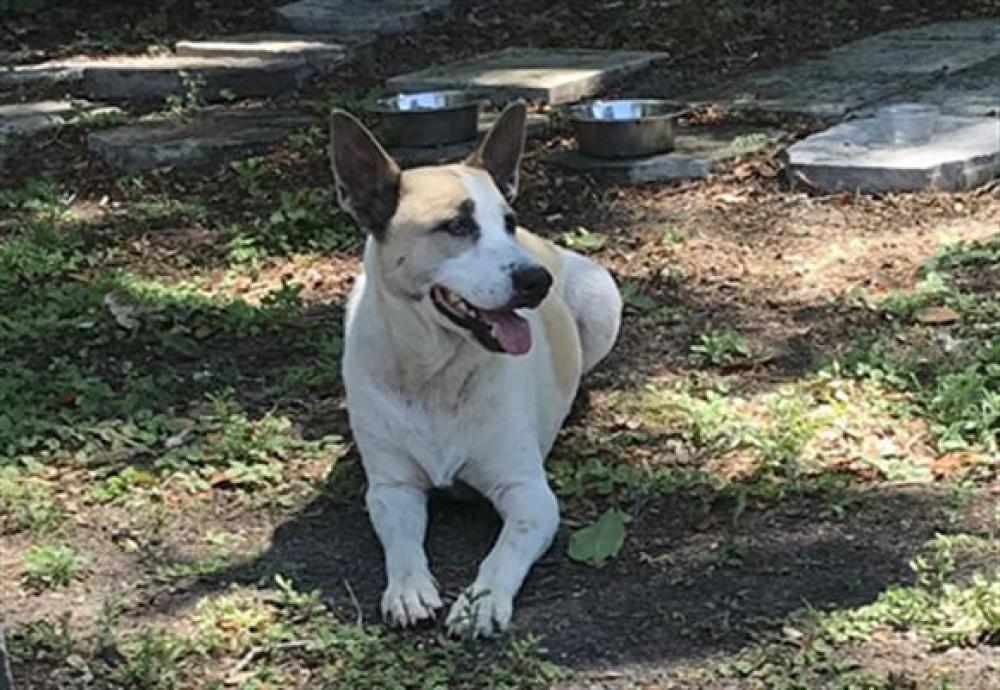 Shelter Stray Unknown Dog last seen JANICE DR/W. MILLER ST FRUITLAND PARK 34731, Tavares, FL 32778