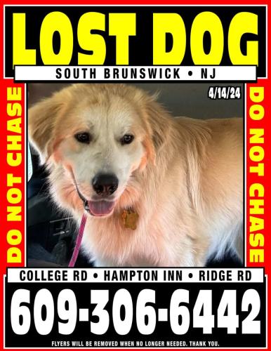 Lost Male Dog last seen Ridge Road, South Brunswick Township, NJ 08852