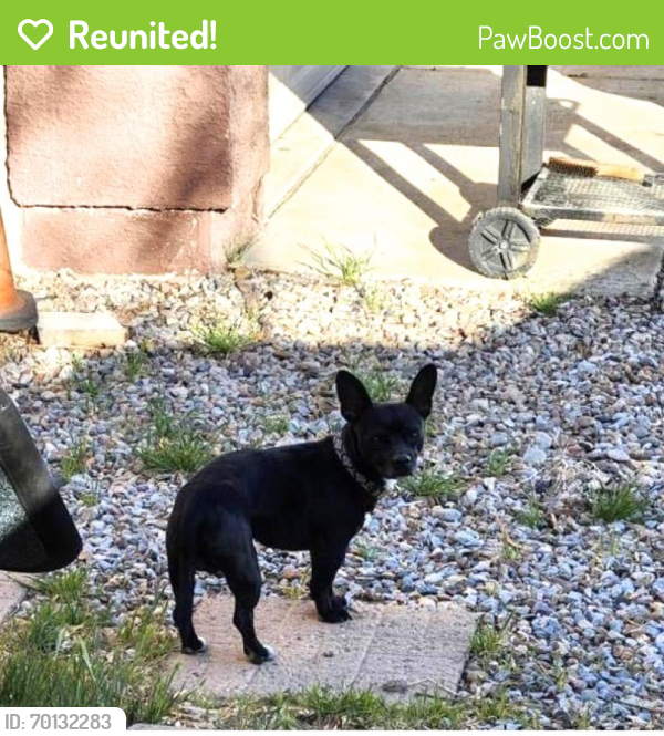 Reunited Male Dog last seen First choice; Erin pile neighborhood, Albuquerque, NM 87105