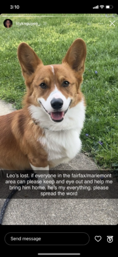 Lost Male Dog last seen Wooster Pike Street, Cincinnati, OH 45227