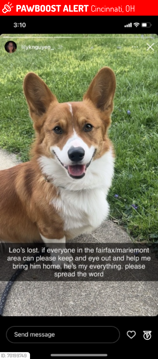 Lost Male Dog last seen Wooster Pike Street, Cincinnati, OH 45227