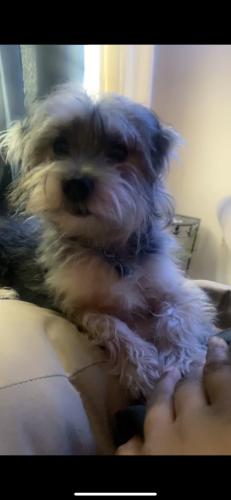 Lost Female Dog last seen Refugee Rd, Columbus, OH 43232