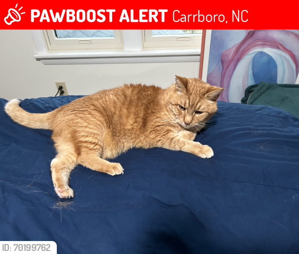 Lost Male Cat last seen N. Greensboro St. (Near Carolina North Forest), Carrboro, NC 27510