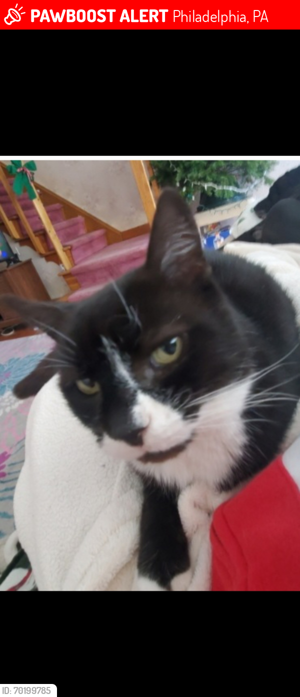Lost Male Cat last seen Academy and Chalfont , Philadelphia, PA 19154
