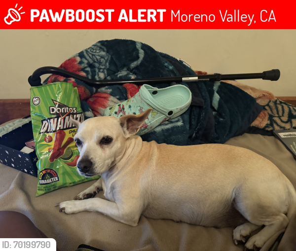 Lost Female Dog last seen Indian st, Moreno Valley, CA 92553