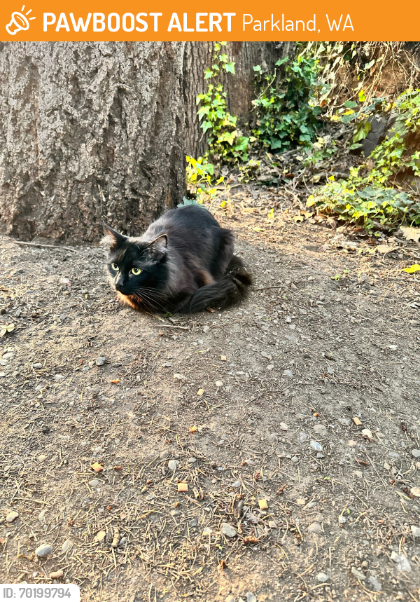 Parkland, WA Stray Cat Found Near Steele St/Spanaway Loop Rd PawBoost