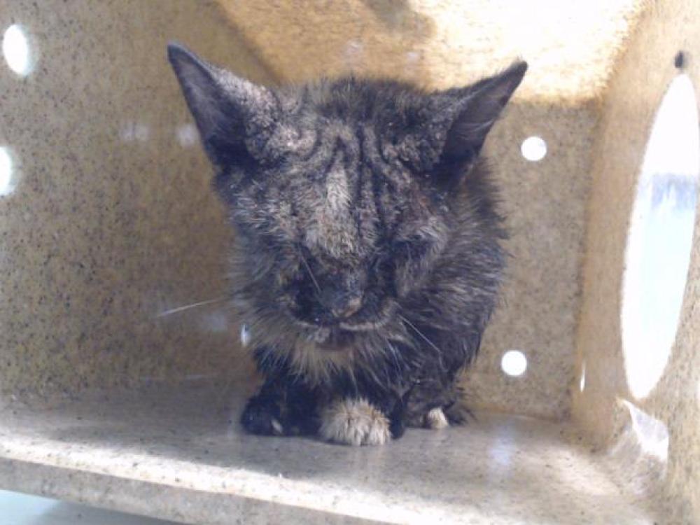 Shelter Stray Female Cat last seen , Gardena, CA 90248