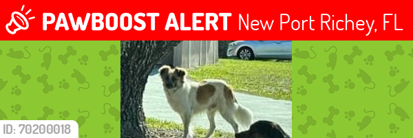 Lost Male Dog last seen Near & Madison , New Port Richey, FL 34652
