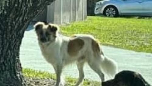 Lost Male Dog last seen Near & Madison , New Port Richey, FL 34652