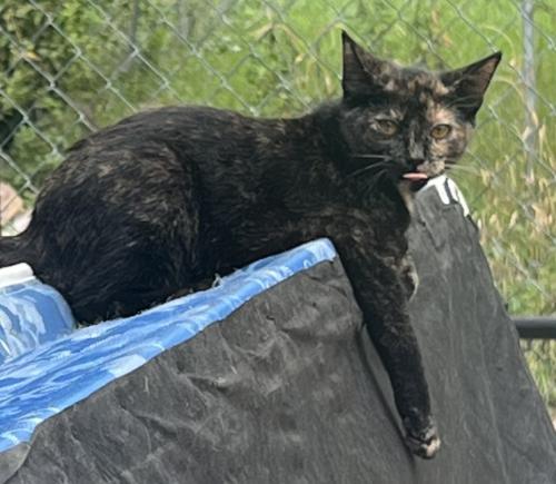 Lost Female Cat last seen Near vinewood st, Detroit, MI 48216