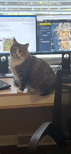 Lost Female Cat last seen Old Pineville Rd and Scholtz Ct, Charlotte, NC 28217