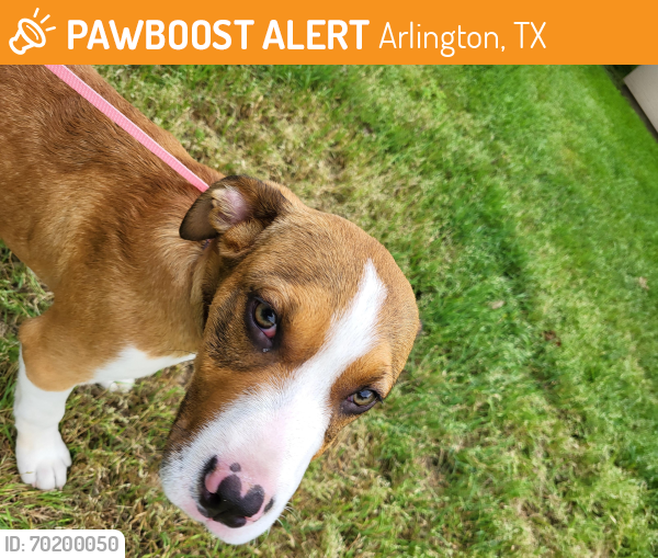 Surrendered Male Dog last seen Ida street arlington tx, Arlington, TX 76010