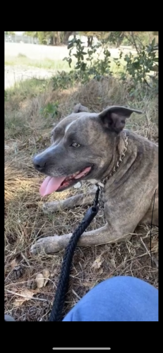 Lost Female Dog last seen 57th Ave Oakland California, Oakland, CA 94621
