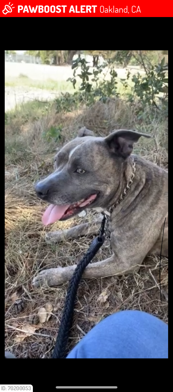 Lost Female Dog last seen 57th Ave Oakland California, Oakland, CA 94621