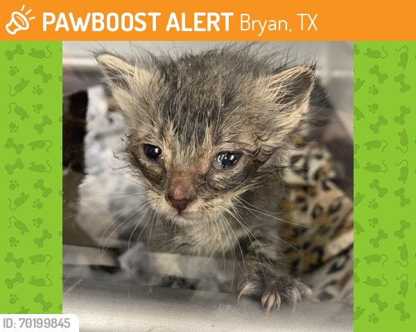 Shelter Stray Unknown Cat last seen Brazos County, TX 77807, Bryan, TX 77807