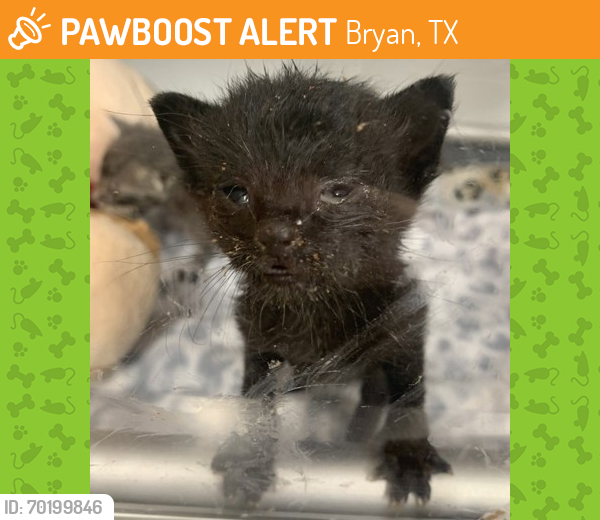 Shelter Stray Unknown Cat last seen Brazos County, TX 77807, Bryan, TX 77807